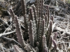 Stapelia paniculata scitula