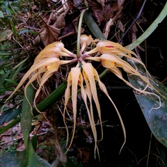 Bulbophyllum virescens