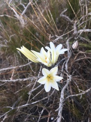 Cyrtanthus loddigesianus