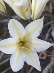 Cyrtanthus loddigesianus