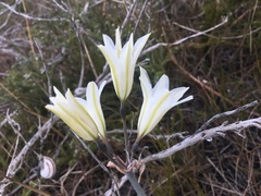 Cyrtanthus loddigesianus