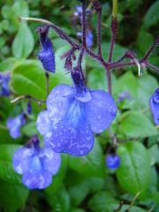 Streptocarpus glandulosissimus, photograph author not stated, no rights reserved