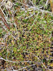 Coprosma petriei