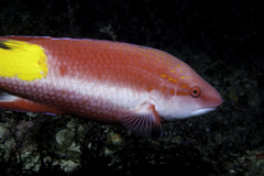 Bodianus pulchellus