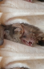 Nyctophilus geoffroyi