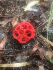 Clathraceae