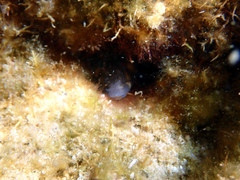 Parablennius tasmanianus