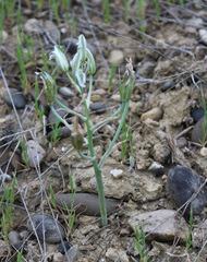 Ornithogalum sintenisii