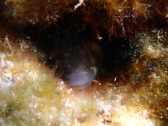 Parablennius tasmanianus