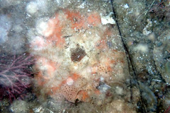 Meridiastra
