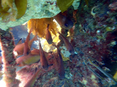 Pempheris klunzingeri