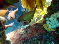 Pempheris klunzingeri