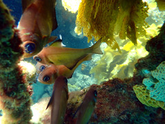 Pempheris klunzingeri