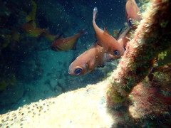 Pempheris klunzingeri