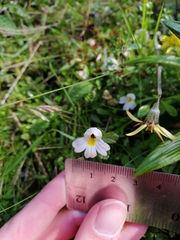 Euphrasia laingii