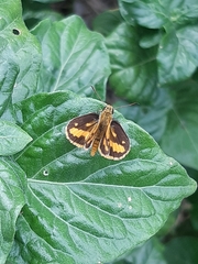 Taractrocerini