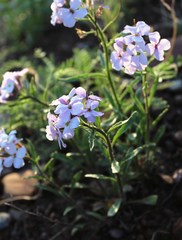 Clausia agideliensis