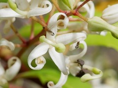 Phyllodromia flexura