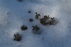 Rhododendron adamsii