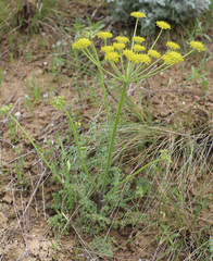 Zosima absinthifolia