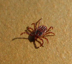 Rhipicephalus sanguineus