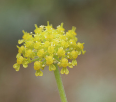 Zosima absinthifolia
