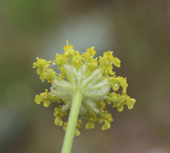 Zosima absinthifolia