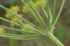 Zosima absinthifolia
