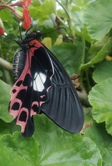 Papilio alcmenor
