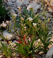 Clausia agideliensis