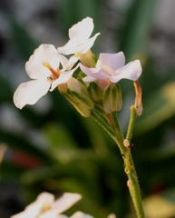 Clausia agideliensis