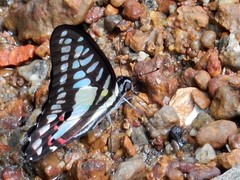 Graphium evemon eventus
