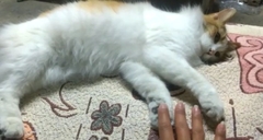 Felis catus