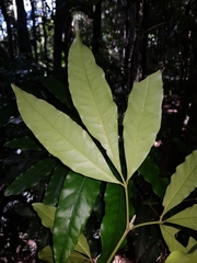 Melicope elleryana
