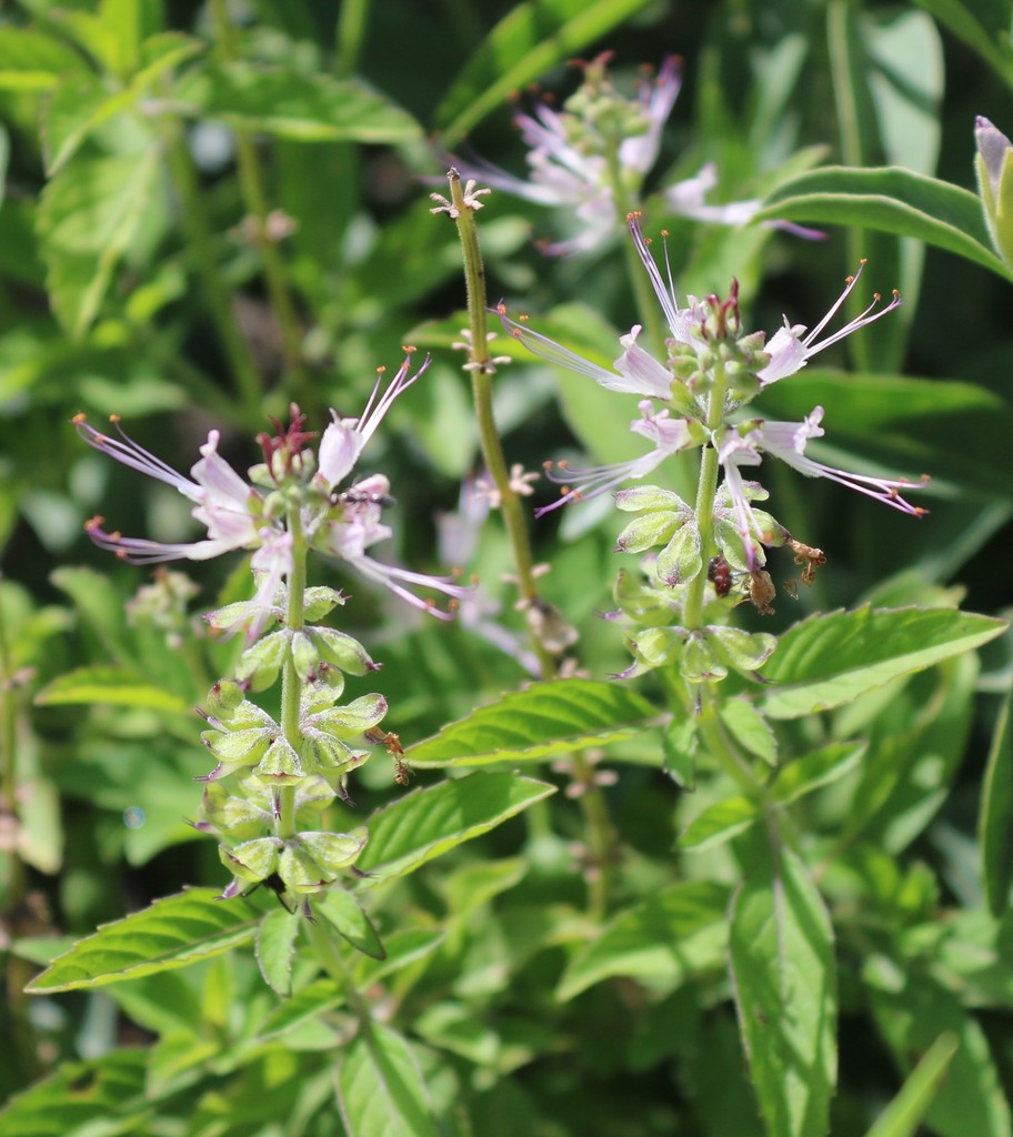 long-stamen basil