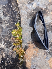 Epilobium tasmanicum