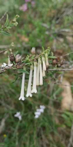 Botrivier Bellbush (Freylinia longiflora)
