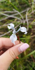 Moraea tripetala
