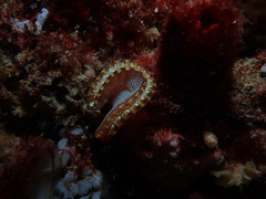 Sycozoa cerebriformis