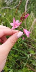 Ixia helmei
