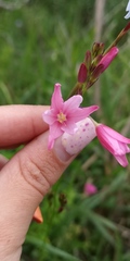 Ixia helmei