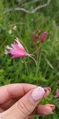 Ixia helmei