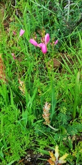 Ixia helmei