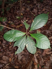 Quintinia verdonii