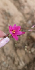 Ixia helmei