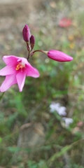 Ixia helmei