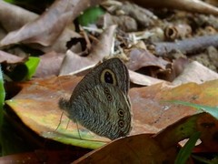 Ypthima horsfieldii humei