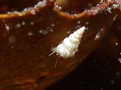 Epitoniidae