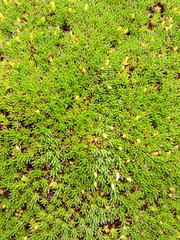 Abrotanella forsteroides