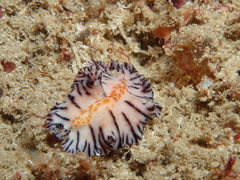 Maritigrella fuscopunctata